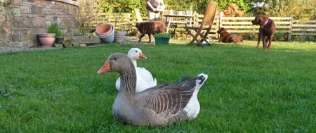 Fishers Mobile Farm geese